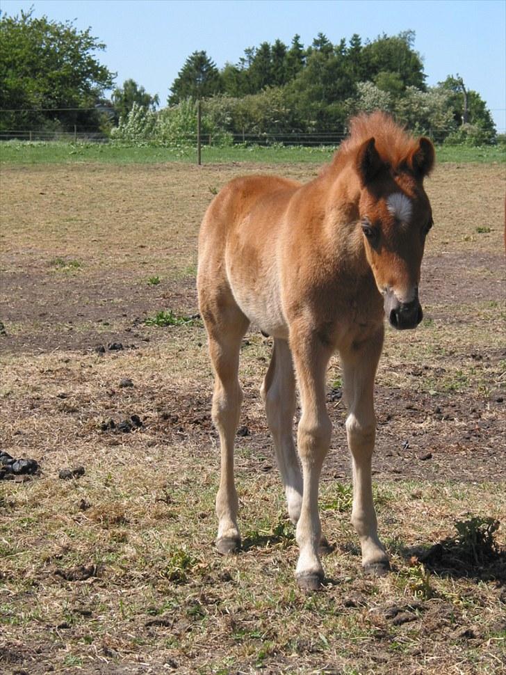 New Forest Romeo´s Ike - Her er jeg 1 måned gammel billede 13