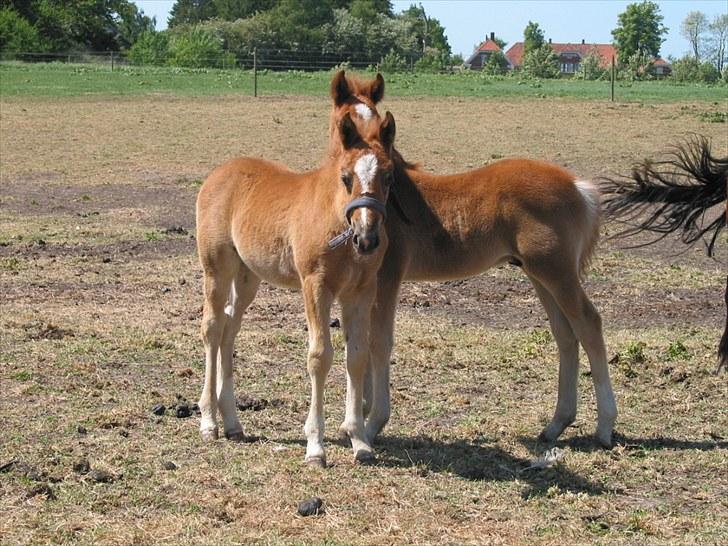 New Forest Romeo´s Ike - Her leger jeg gemmeleg med Indie, min halvsøster billede 14