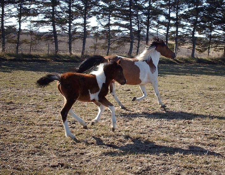 Anden særlig race Emma (Solgt) - Mig og Euro Star<3 billede 8