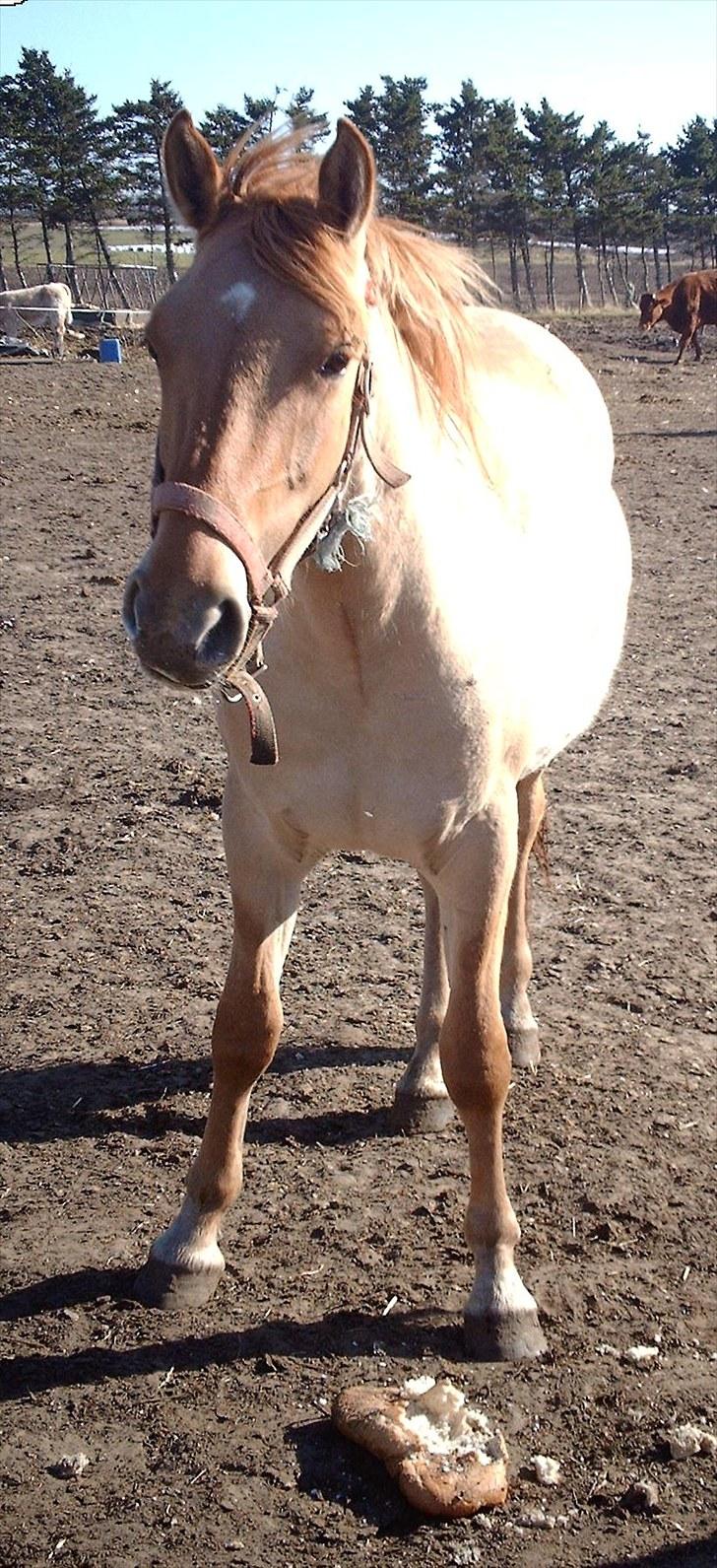 Anden særlig race Østermarkens Maline Solgt - Så smuk er jeg nu<3 billede 7