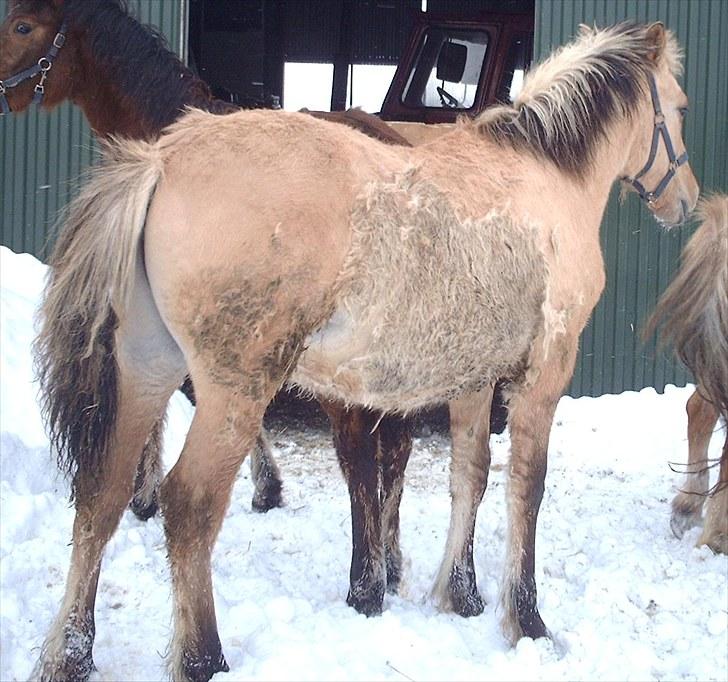 Anden særlig race Østermarkens Marcus - Vinter 2010:) billede 4
