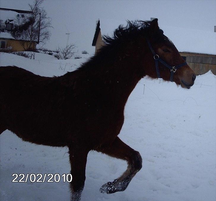 Anden særlig race Østermarkens Macoy - Se hvor flot jeg kan gå:) billede 5