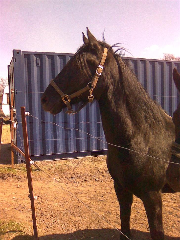 Anden særlig race Sampaio -Lånt & afleveret - Første billede af Paio på hans første dag på Abildgården billede 2