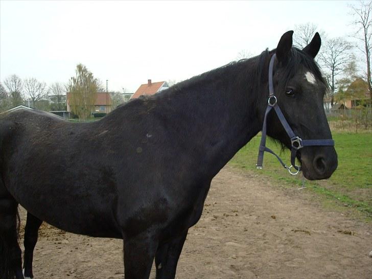 Anden særlig race Sampaio -Lånt & afleveret billede 3
