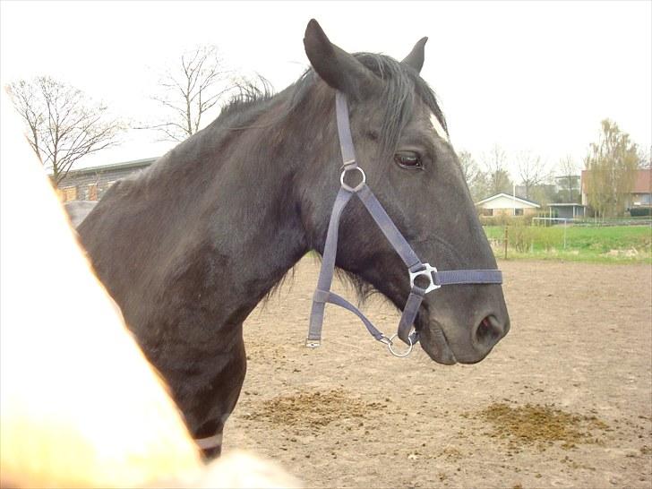 Anden særlig race Sampaio -Lånt & afleveret billede 4
