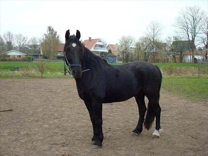 Anden særlig race Sampaio -Lånt & afleveret billede 5