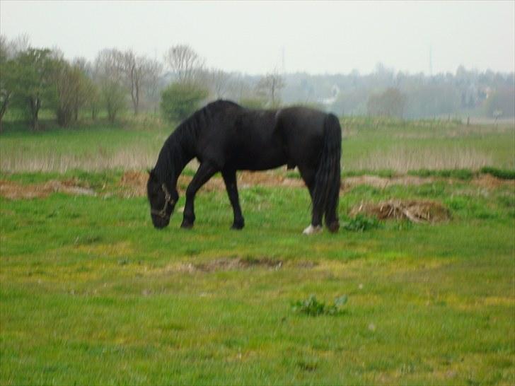 Anden særlig race Sampaio -Lånt & afleveret billede 6