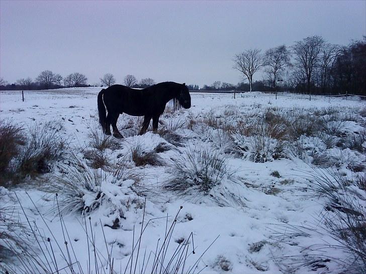 Frieser Rocky Van het zand( himmelhest) :( - rocky som går og græsser i den dejlige kolde sne!!!! billede 5