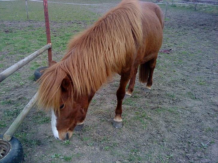 Islænder Glauma fra skygge <3 Himmelhest - pas nu må ismule så du ik frå springet ned over dig billede 9