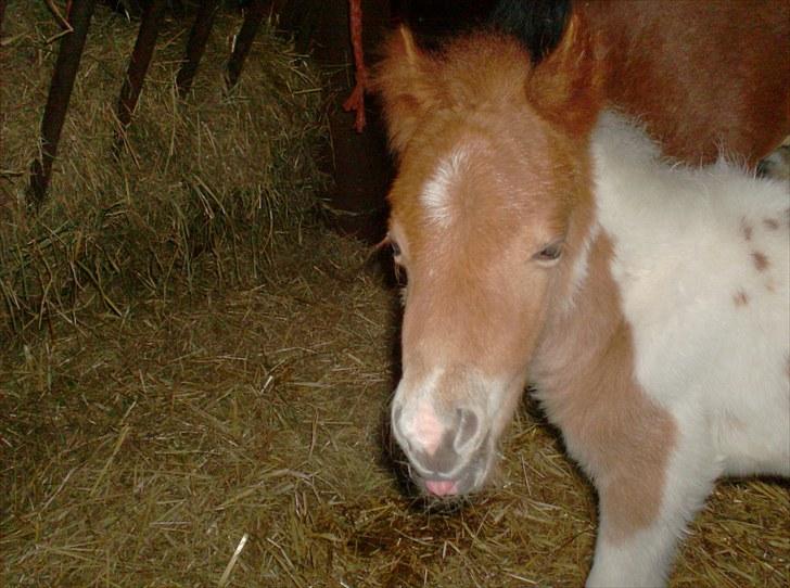 Anden særlig race Alladin fra Hersom ( DØD) - davs ja her er jeg så, Alladin fra Hersom billede 1