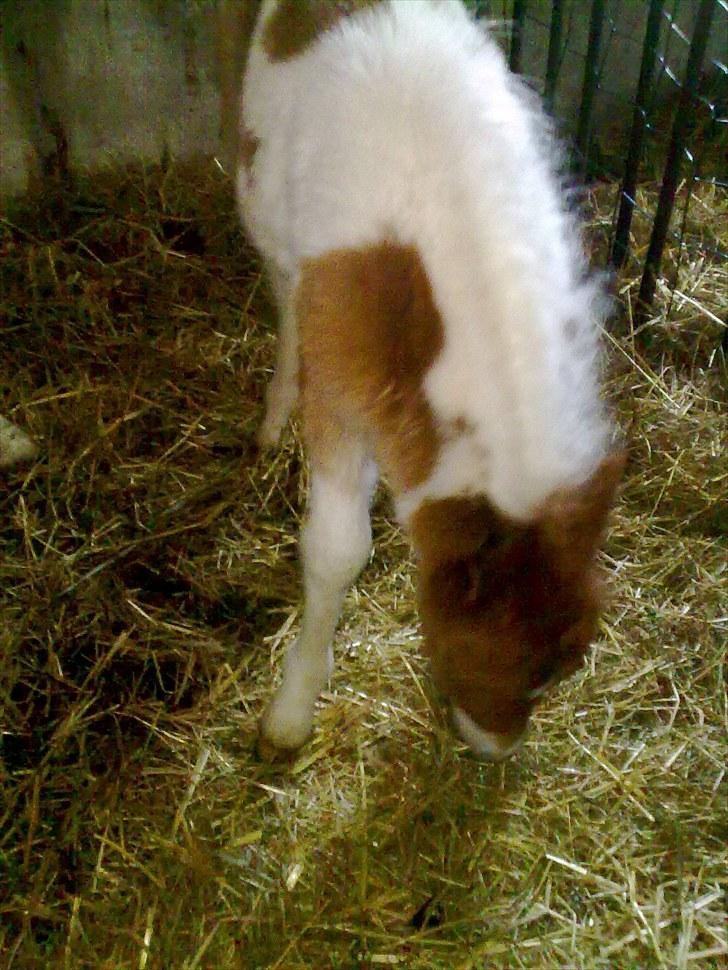 Anden særlig race Alladin fra Hersom ( DØD) - jeg er ikke lige foto model billede 2