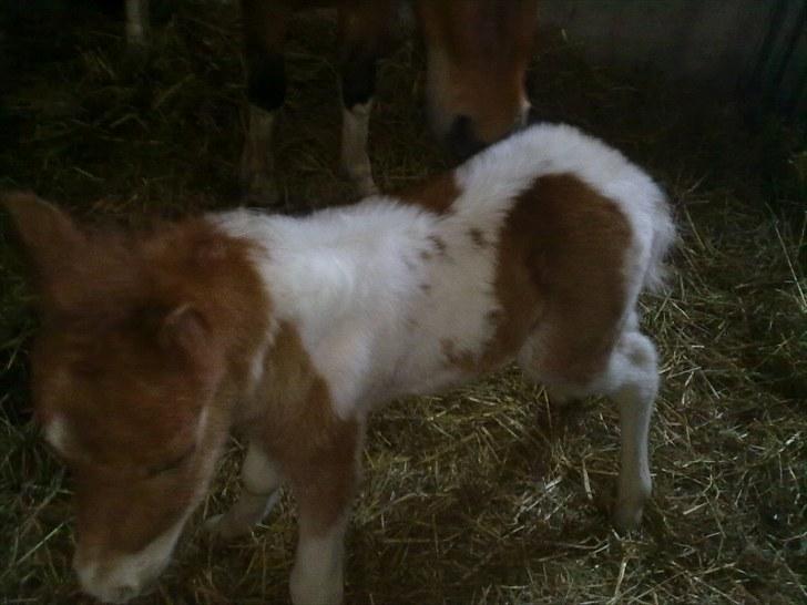 Anden særlig race Alladin fra Hersom ( DØD) - er jeg ikke bare kær billede 3