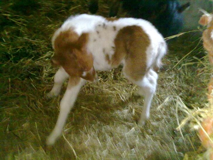 Anden særlig race Alladin fra Hersom ( DØD) - altså der er lige noget der klør billede 4