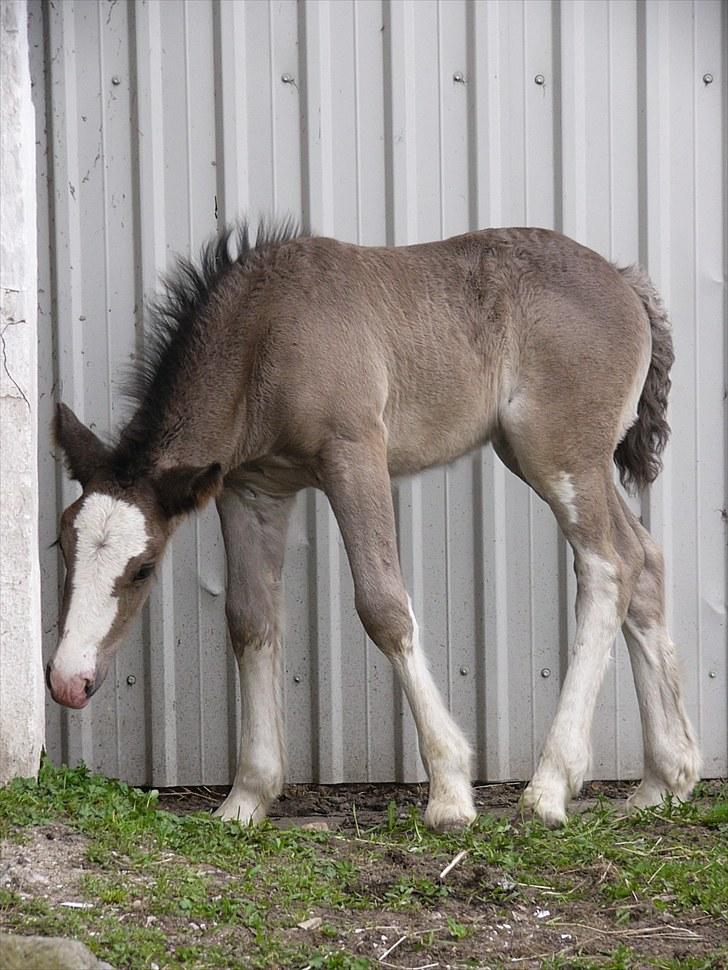 Irish Cob Hebe. (Solgt) - Hebe d.28 April 2010. 20 dage gammel. billede 4
