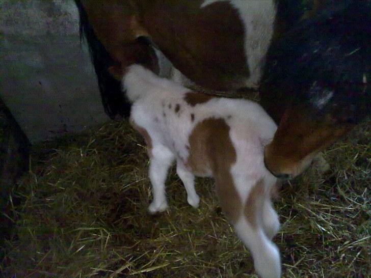 Anden særlig race Alladin fra Hersom ( DØD) - jeg skal altså lige have en mælke tår billede 5