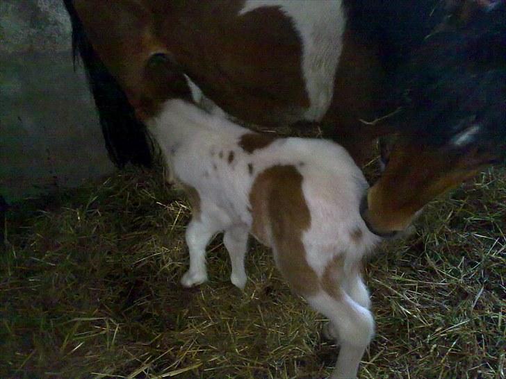 Anden særlig race Alladin fra Hersom ( DØD) - jeg er bare så nuser billede 6