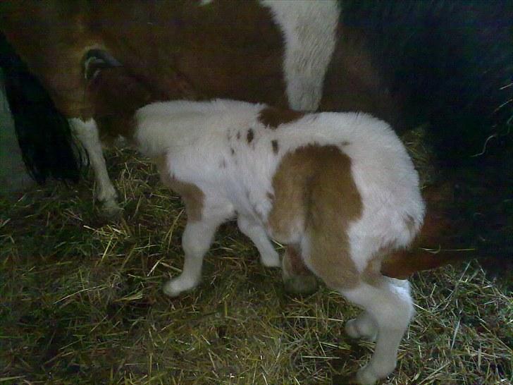 Anden særlig race Alladin fra Hersom ( DØD) - er jeg ikke bare køn billede 7