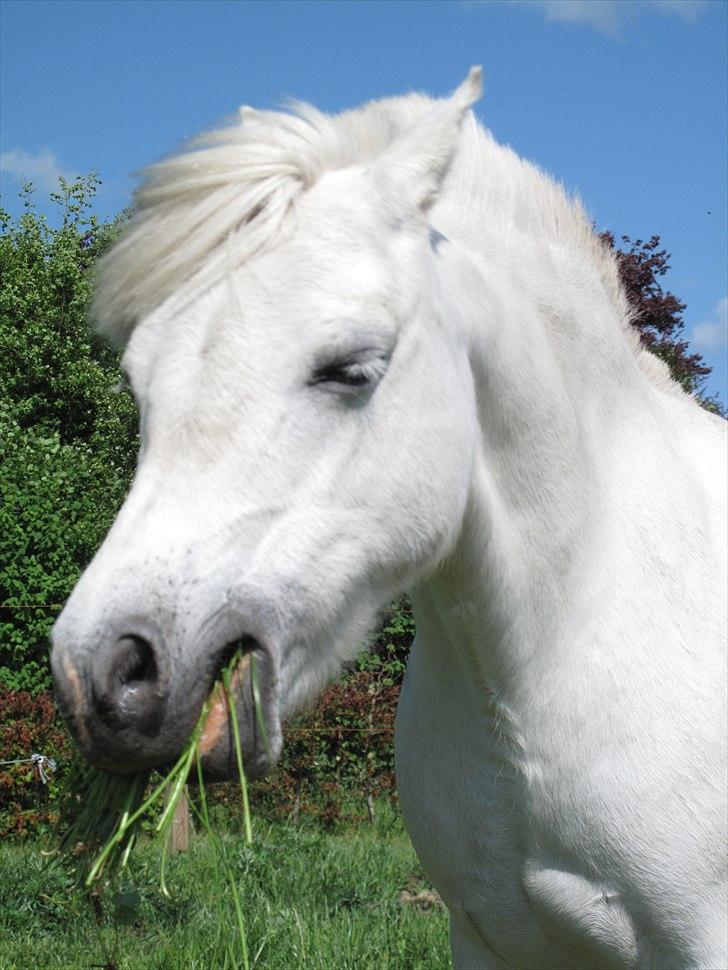 Anden særlig race Østergårdens Rommy billede 4