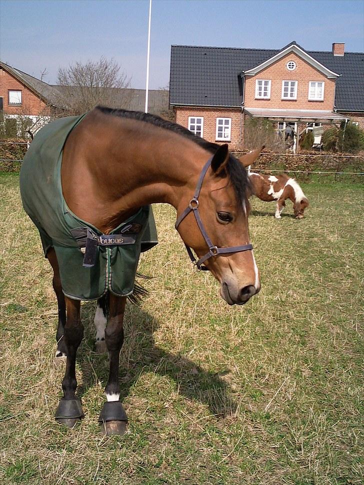Hollandsk Varmblod Viva Hbc billede 11