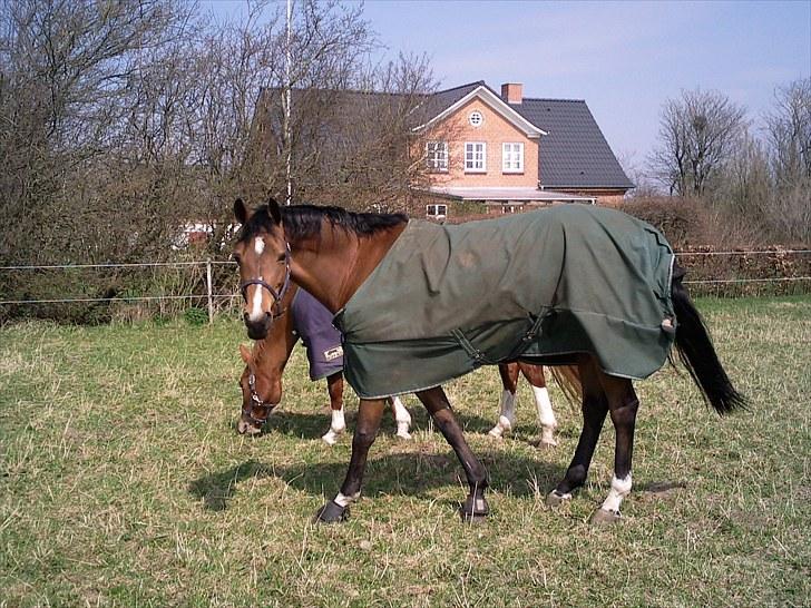 Hollandsk Varmblod Viva Hbc billede 12