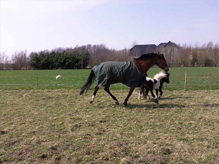 Hollandsk Varmblod Viva Hbc billede 14