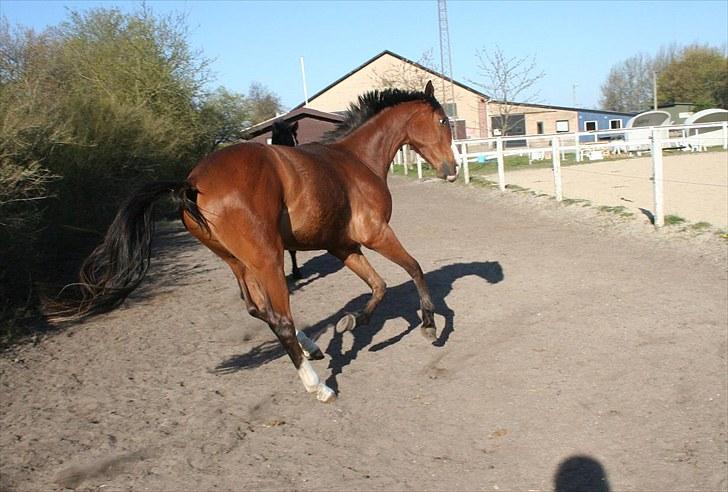 Dansk Varmblod Duke *Solgt* - Yes, nu fanger du mig aldrig :D billede 1