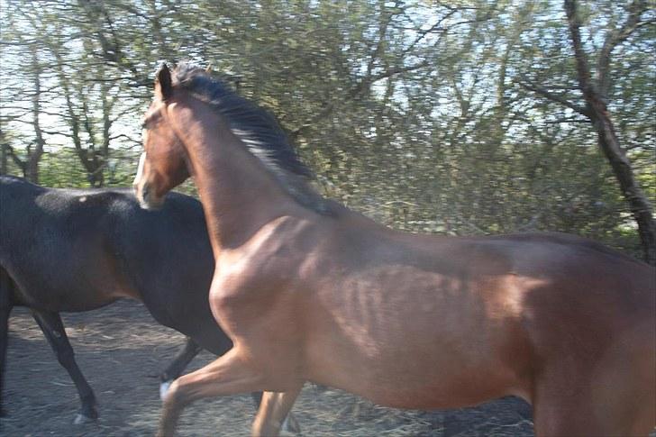 Dansk Varmblod Duke *Solgt* - Drille, drille... billede 3