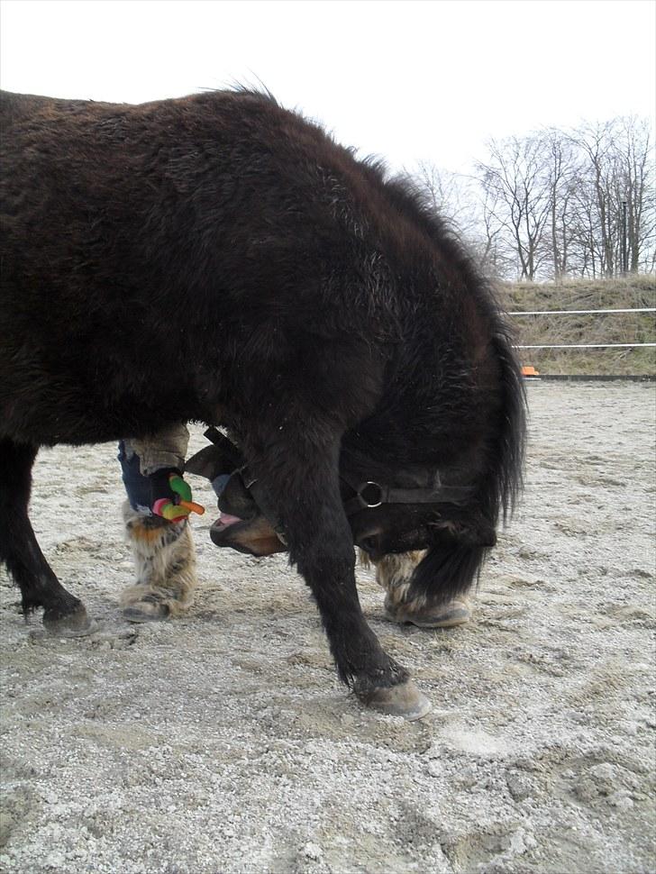 Shetlænder axel *SOLGT*:'( - 19 billede 17
