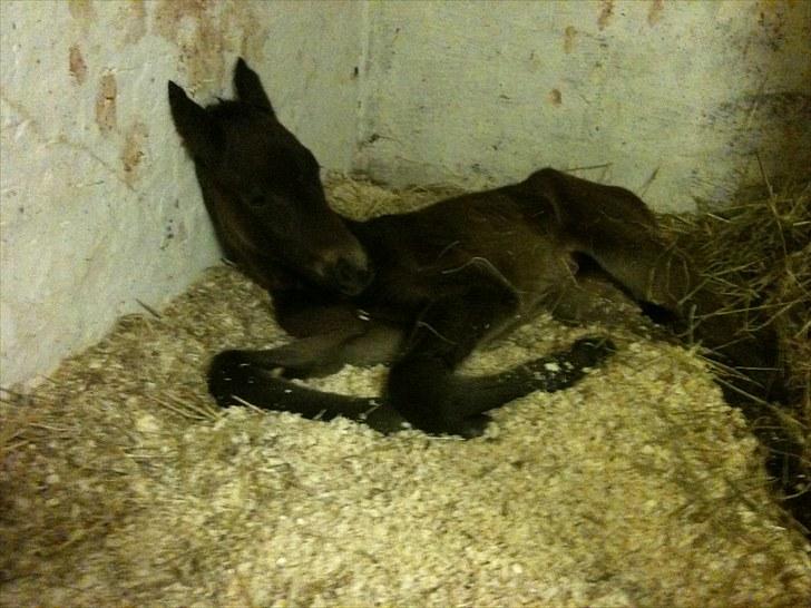 Oldenborg Bahlhors Mitara billede 4