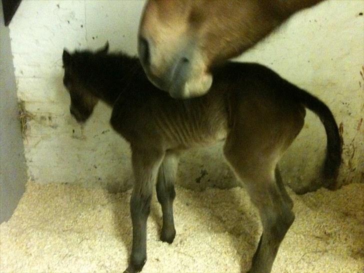 Oldenborg Bahlhors Mitara billede 6