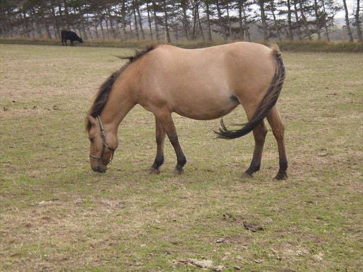 Anden særlig race Bueno - På fold<3 billede 5