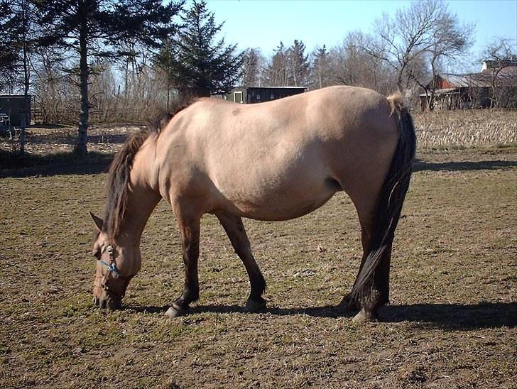 Anden særlig race Bueno - <3 billede 6