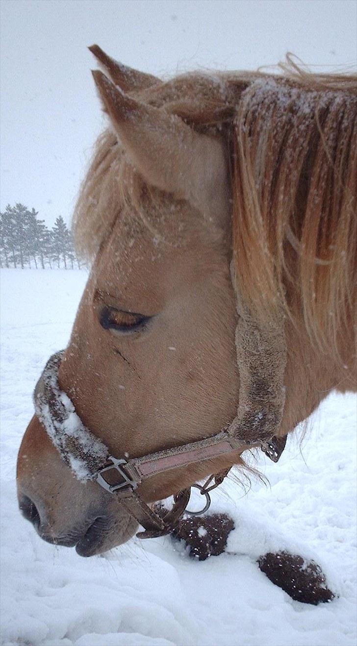 Anden særlig race Østermarkens  Maybrandy<3 - <3 billede 6