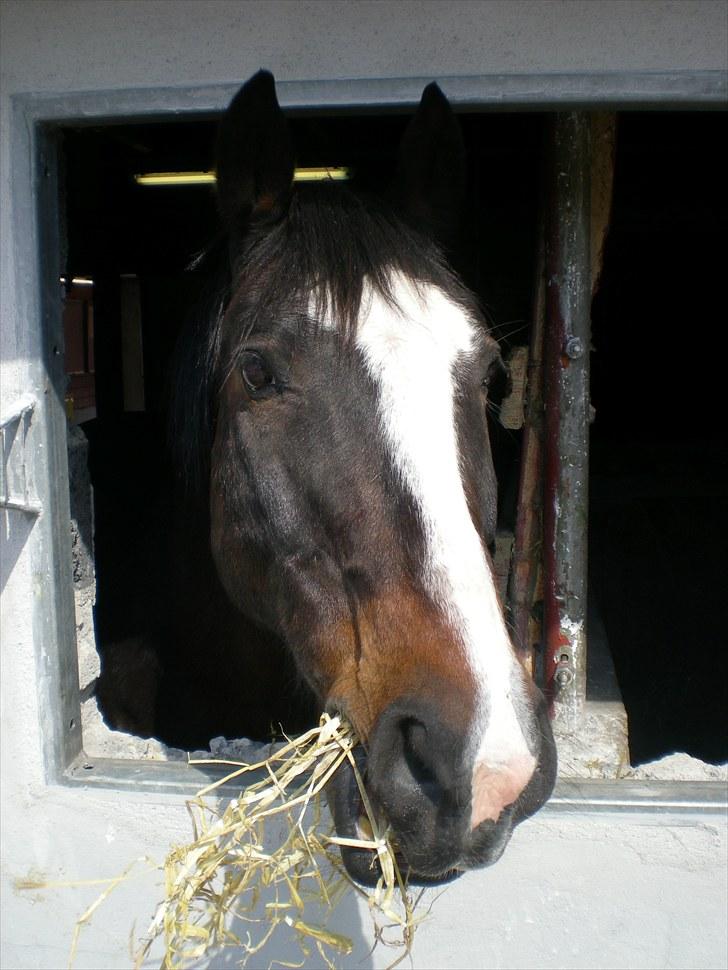 Anden særlig race Cornelius (Tidl. part) - Titte bøh.. <3 billede 1
