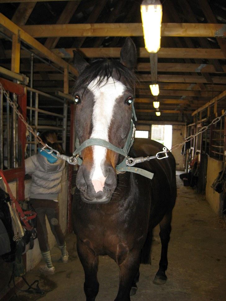Anden særlig race Cornelius (Tidl. part) - Liller Niller på staldgangen.. :) billede 2