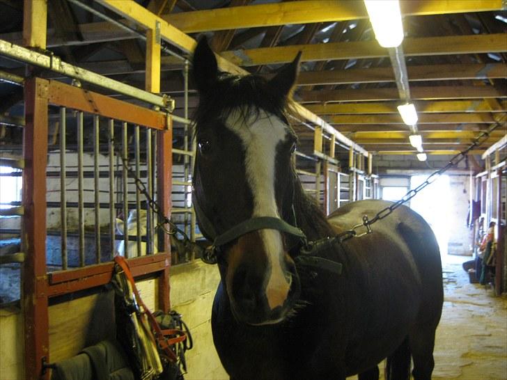 Anden særlig race Cornelius (Tidl. part) - Fine pruhest.. ;) billede 3