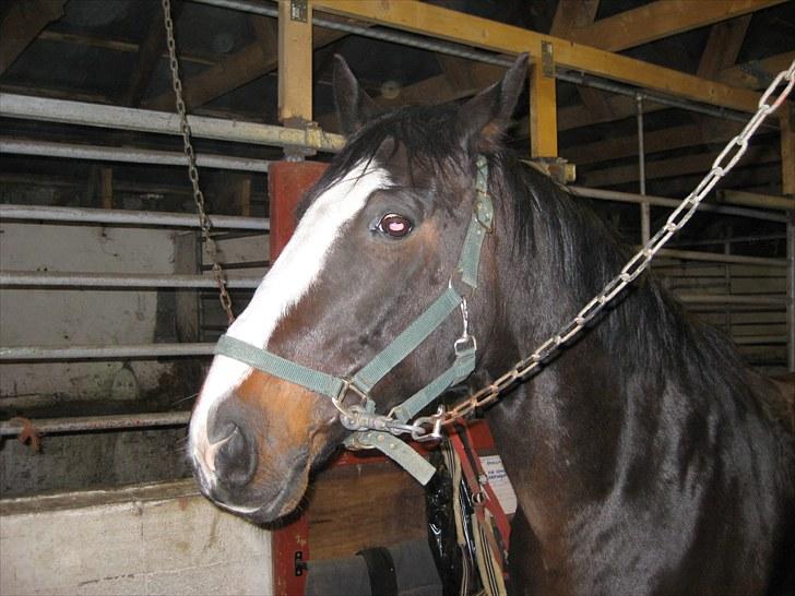 Anden særlig race Cornelius (Tidl. part) - Meget fotogen.. :D hehe billede 4