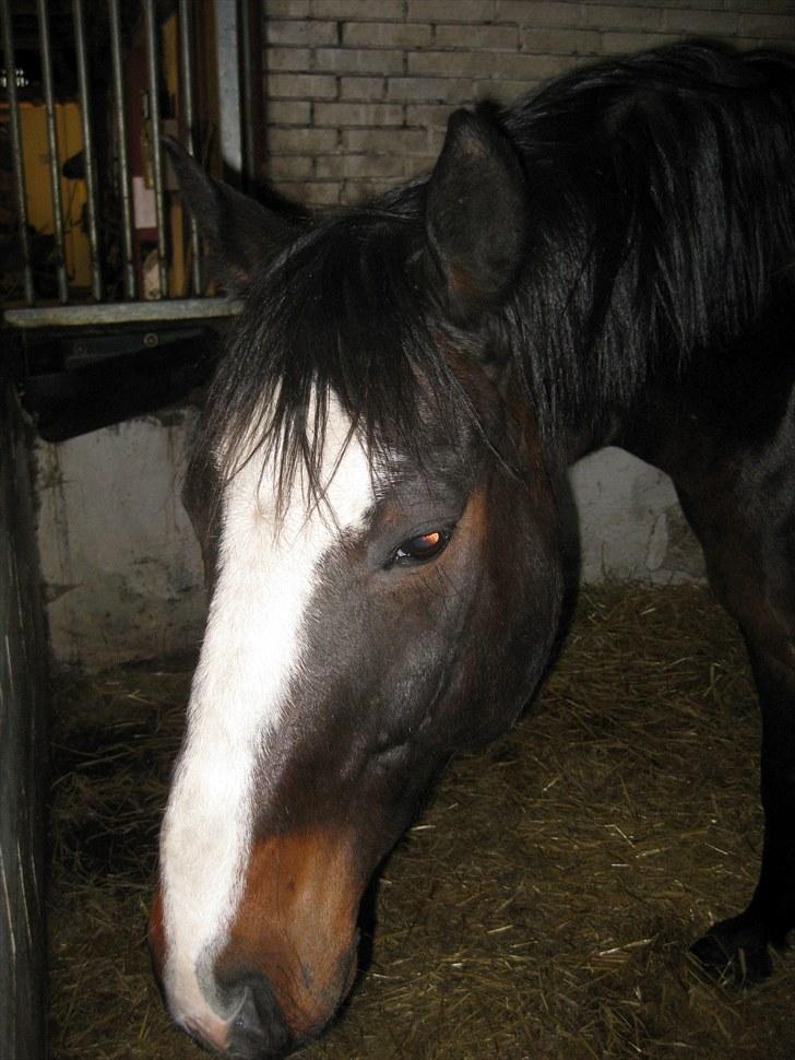 Anden særlig race Cornelius (Tidl. part) - Trætte Niller efter en god ridetime.. < billede 5