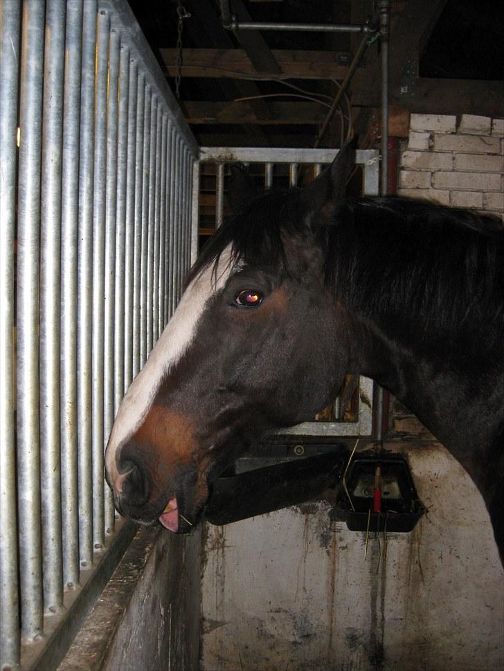 Anden særlig race Cornelius (Tidl. part) - Hvad sker der lige med din læbe Niller?! ;) billede 6