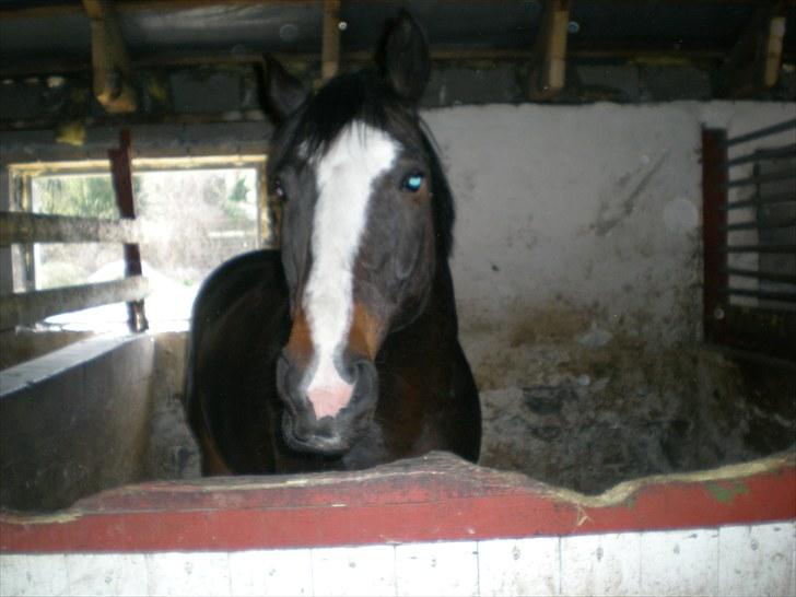 Anden særlig race Cornelius (Tidl. part) - Cornelius i boksen billede 7