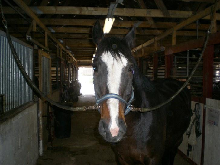 Anden særlig race Cornelius (Tidl. part) - Store pruhester.. <3 billede 8