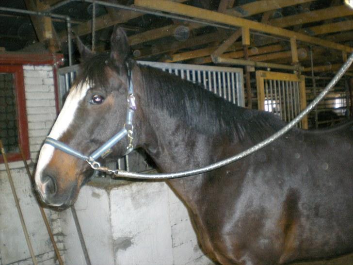 Anden særlig race Cornelius (Tidl. part) - Fine Niller fra siden.. :D billede 9