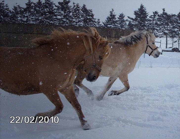 Anden særlig race Østermarkens  Maybrandy<3 - Så løber vi:) billede 7