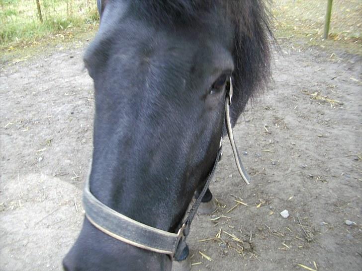 Islænder Eistla skuld nord - Eistla billede 6