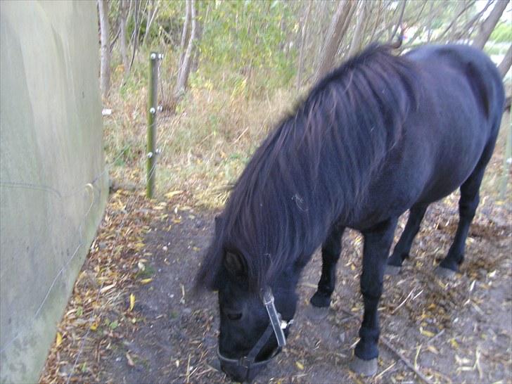 Islænder Eistla skuld nord - Eistla billede 7