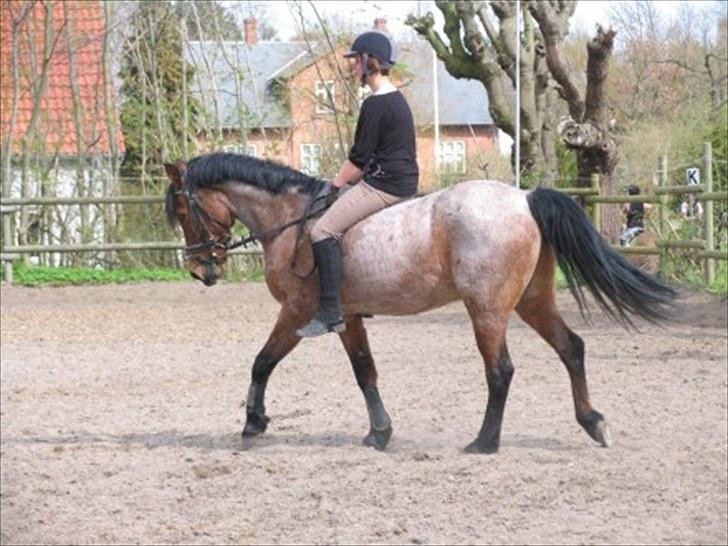 Anden særlig race Mickey .(SOLGT)MISS YOU  billede 12