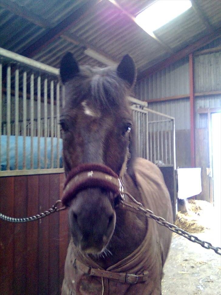 Anden særlig race Sorteper!!<3  - du er kun min dreng <3 billede 4