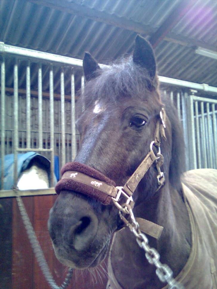 Anden særlig race Sorteper!!<3  - Du din egen sorte billede 5