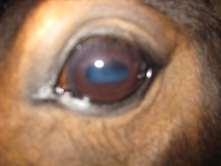 Anden særlig race Kalur - Hans smukke øje:D billede 12