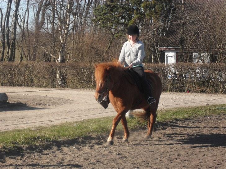 Islænder Röskva fra Vinkelhede billede 9
